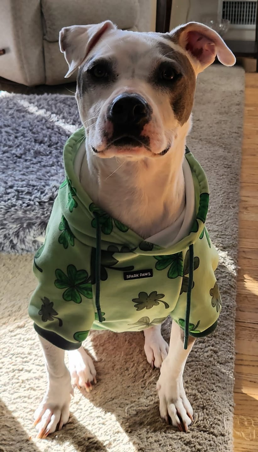 Customer photo review of St. Paddy's Dog Hoodies (Limited Edition)
