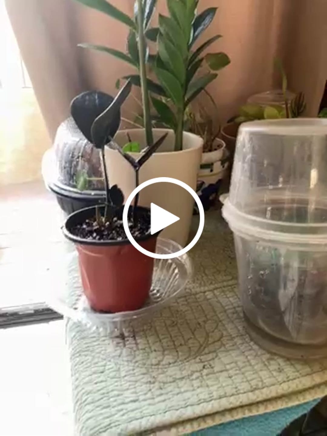 Customer video review of Raven ZZ plant | Indoor Live Zamioculcas Zamiifolia Raven Plant | Rare Indoor Plant | Zansibar gem | Black ZZ Plant