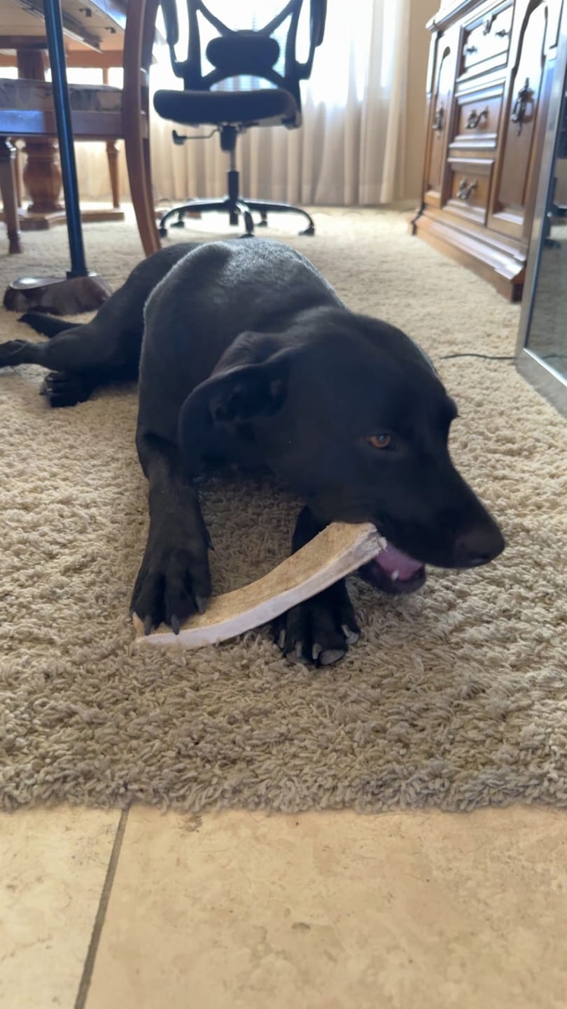 Customer photo review of Medium Moose Chew