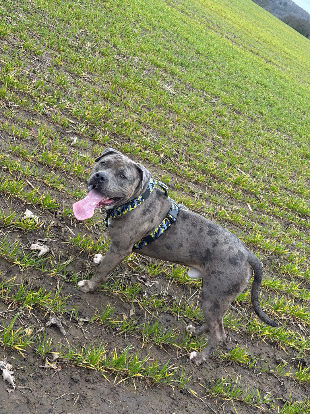 Customer photo review of Training Anti Pull TRI-Harness® | M-XL Breeds - Lightning