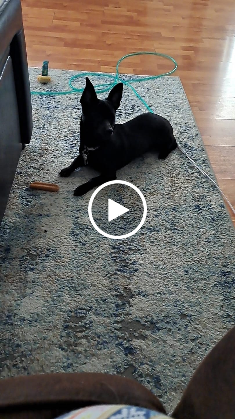 Customer video review of Pumpkin Yak Chews