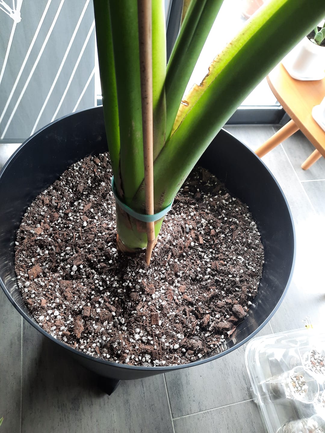 Customer photo review of Aroid Mix (Monstera e.t.c.)
