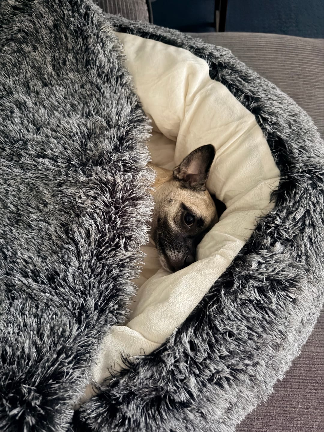 Customer photo review of Pet Cave Dog Bed - Removable Cover