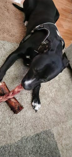 Customer's black dog lying on a carpet and chewing a large braided dog treat.