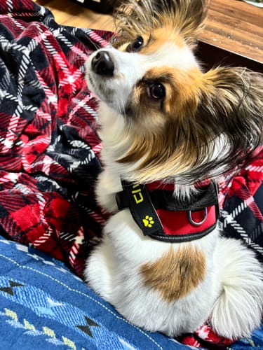 Customer photo review of FunFunPet 高機能ハーネス（お名前タグ作成サービス付き）