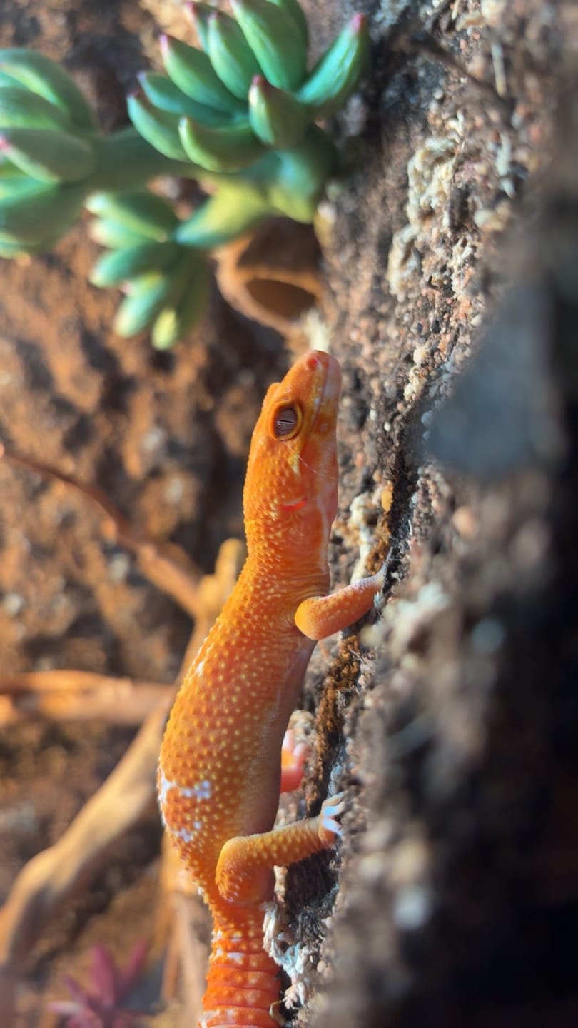 Customer photo review of Male Mandarin Inferno Tremper Albino