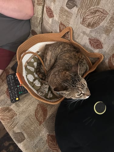 Customer photo review of Instinct Basket | Meet the first research-backed natural territory for indoor cats