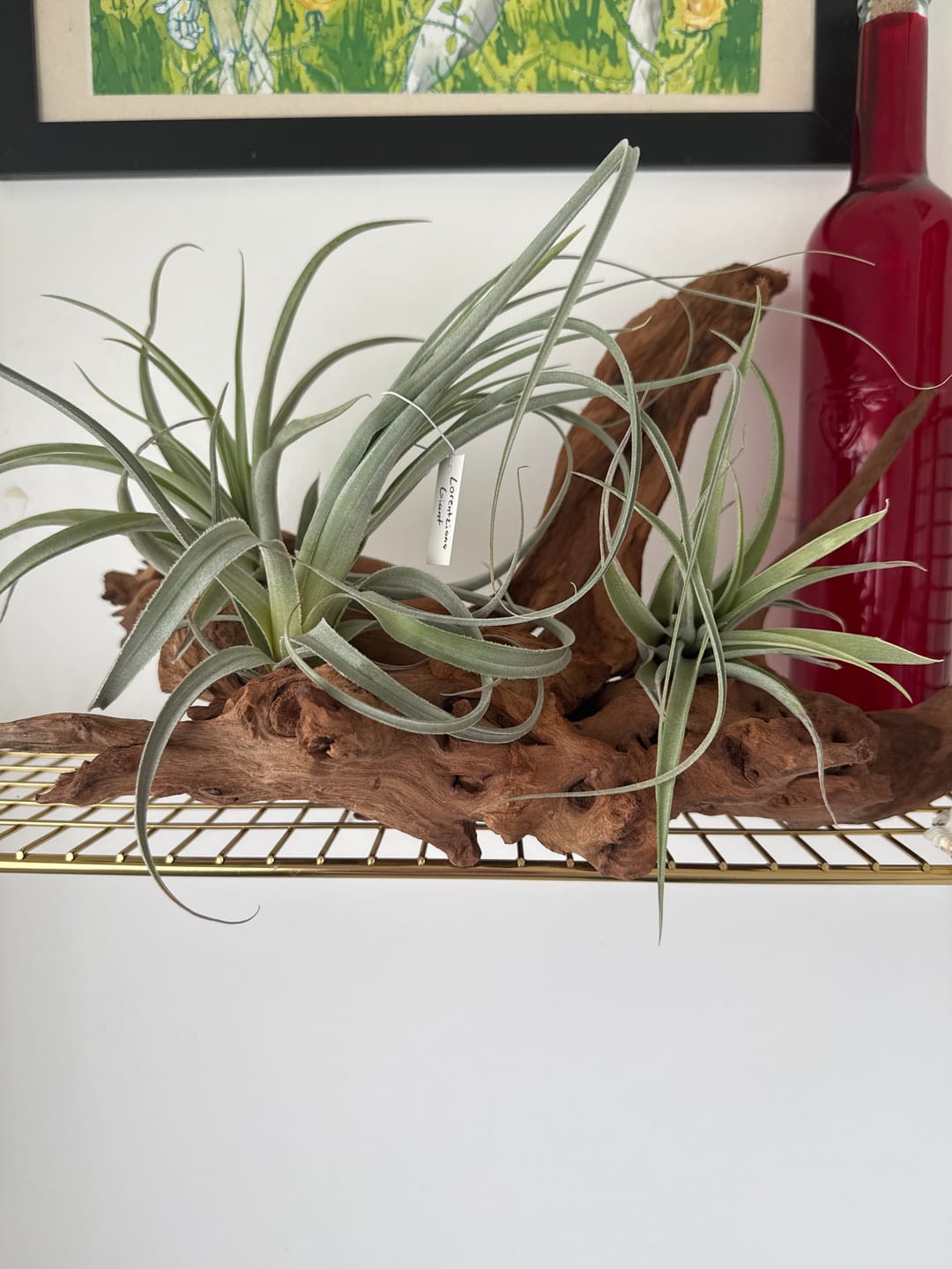 Customer photo review of Large Air Plants Mystery Box