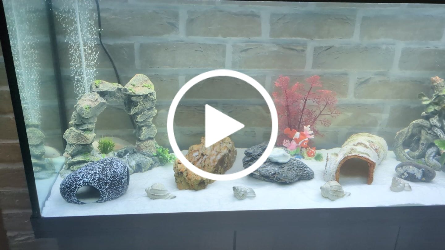 Customer video review of Aquarium Rio 240 LED Chêne Équipé JUWEL - 240L