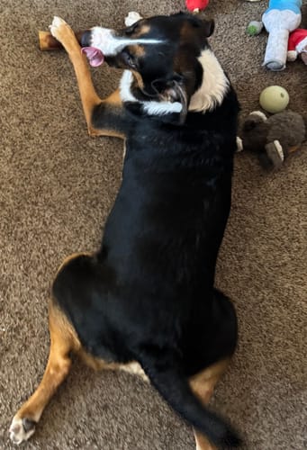 Customer's large dog lies on a carpet while holding and chewing a Smoked Beef Marrow Bone.