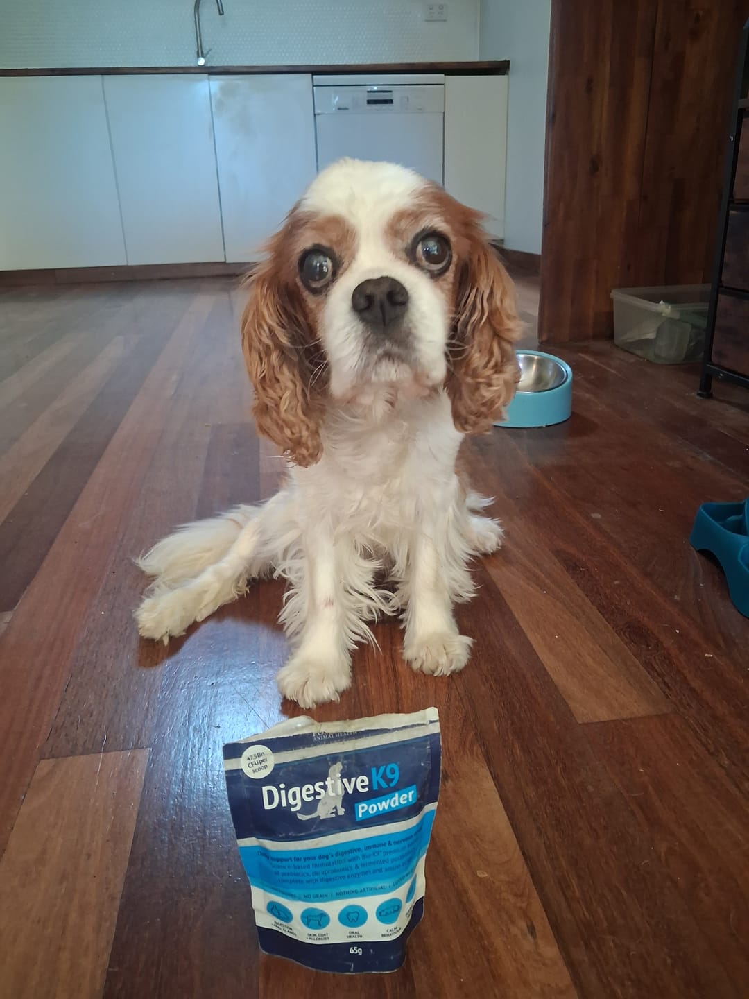 Customer photo review of Digestive K9 Powder