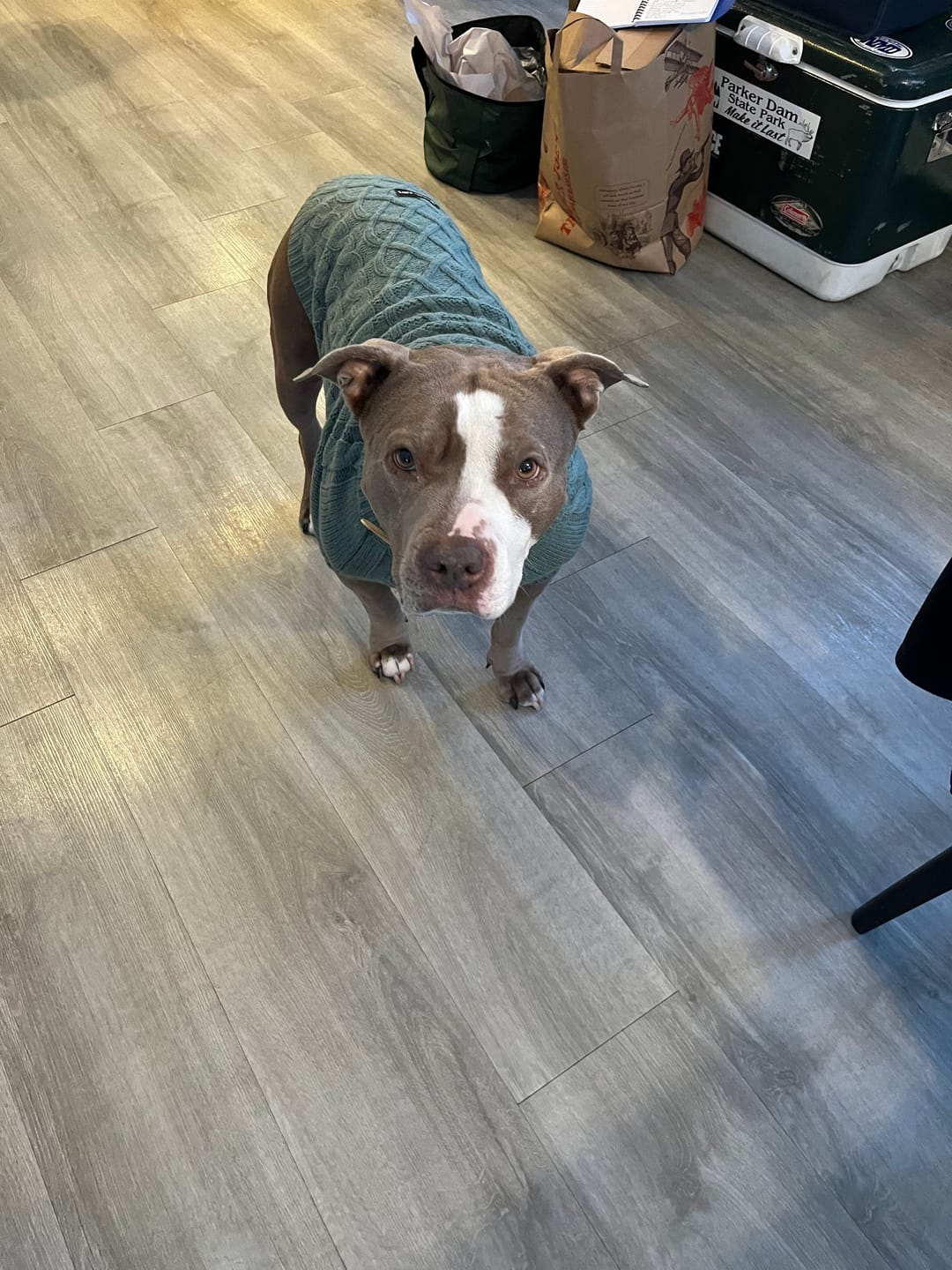 Customer photo review of Cable Knit Dog Sweaters
