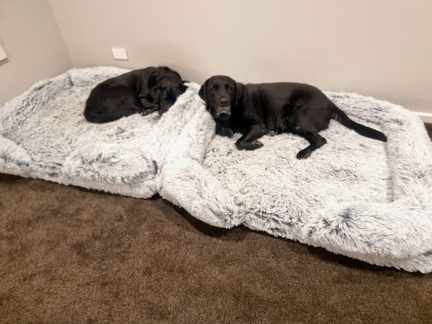 Customer photo review of Pet Orthopaedic Bed