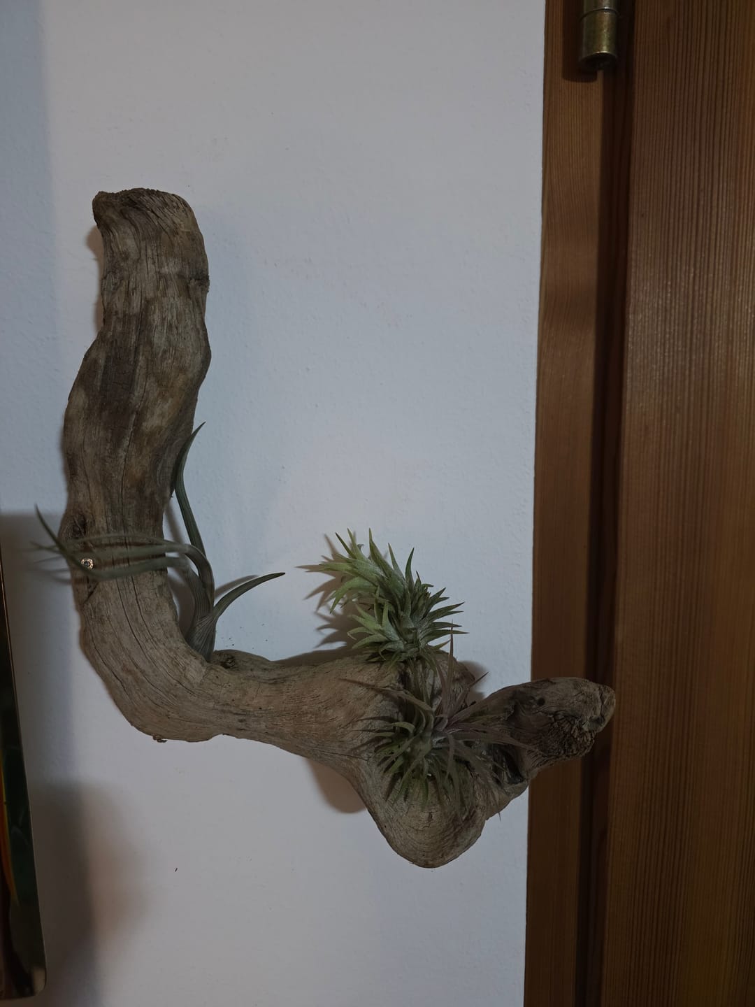 Customer photo review of Tillandsia vanhyningii