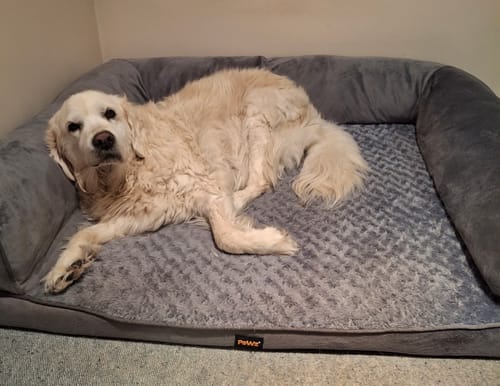 A customer's light-colored dog relaxing on the grey, plush Pet Sofa Bed.