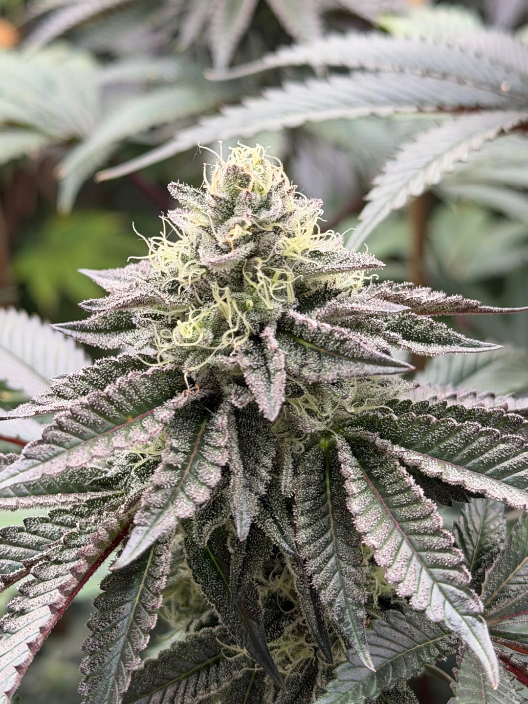 Customer photo review of Jack Herer Seeds
