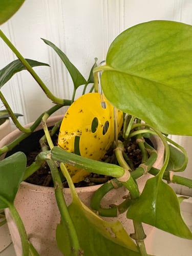 Customer's yellow Killer Smiles gnat trap in a houseplant, covered with many trapped gnats.