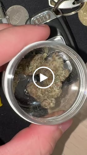 Customer video review of Blue Zushi 30% THCA