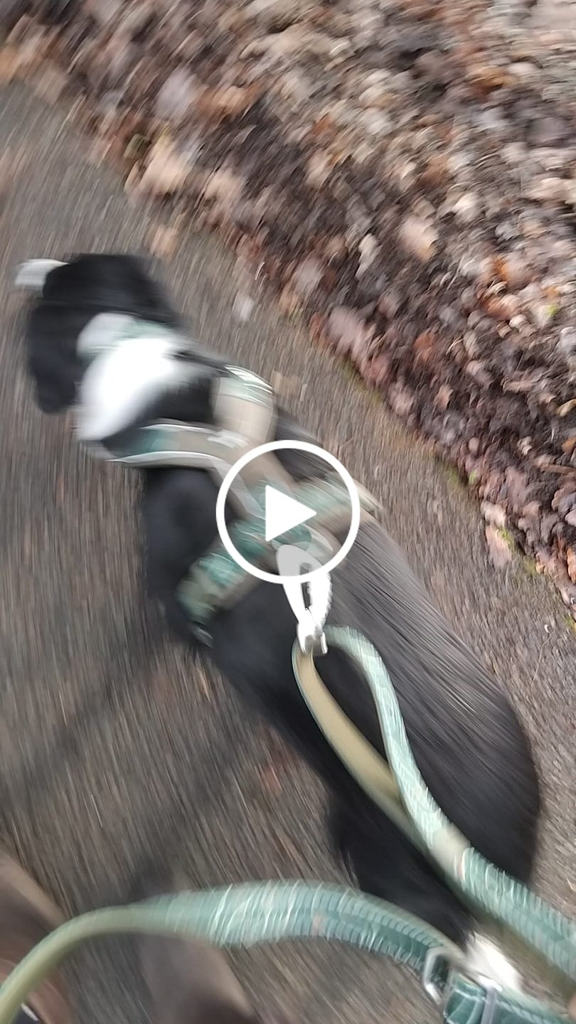 Customer video review of Apex® Harness