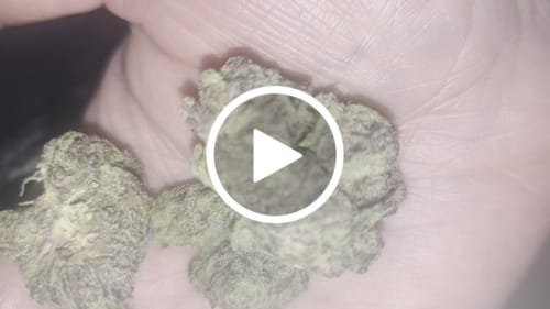 Customer video review of Purple Push Pop -THCa Flower