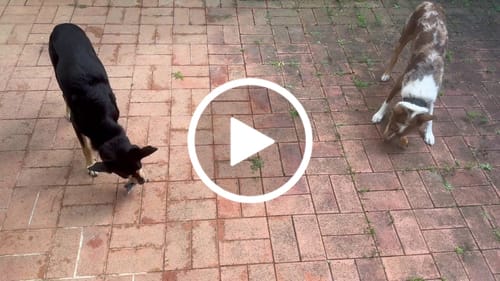 Customer video review of Salmon Skin Twists