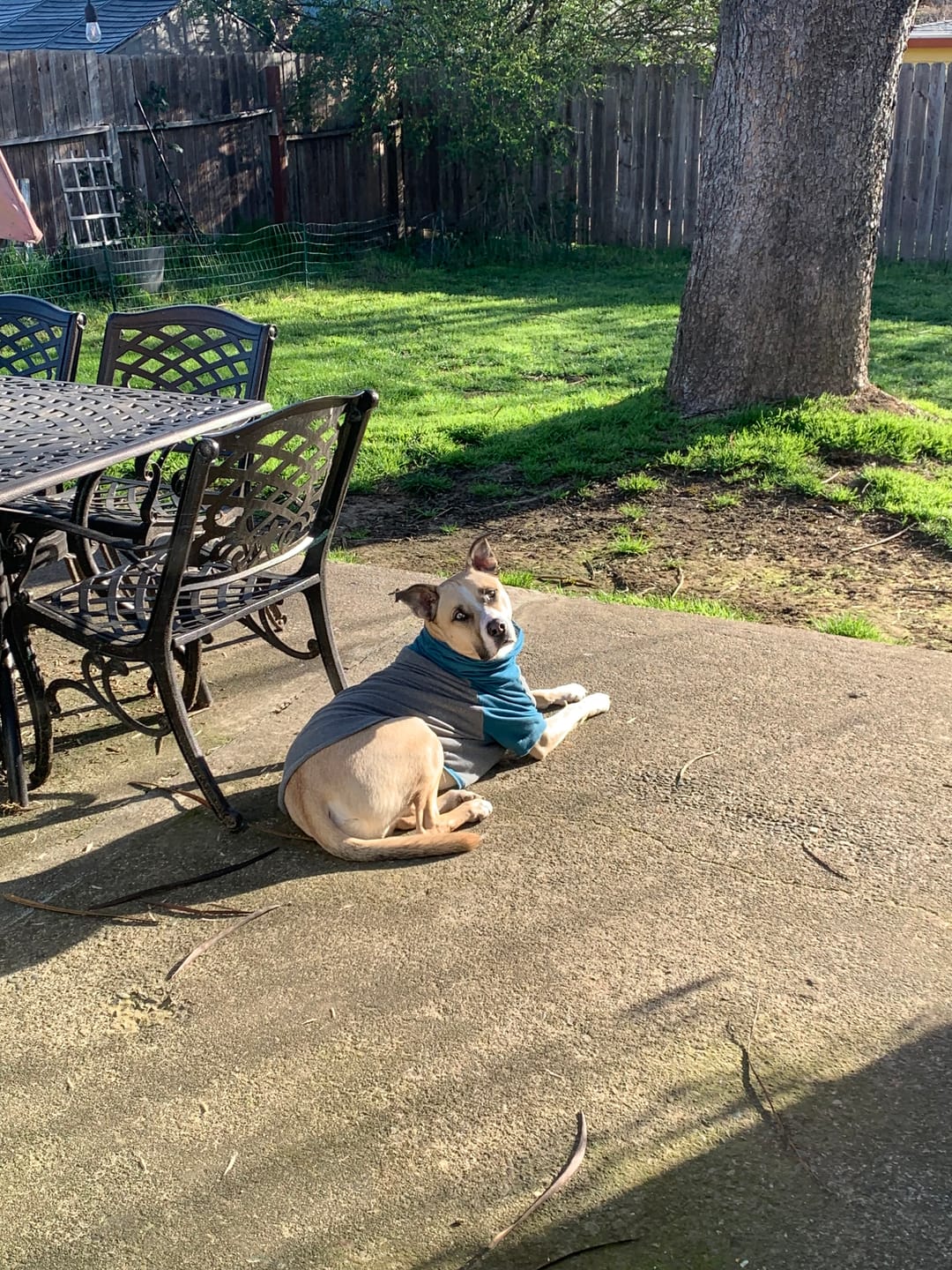 Customer photo review of Camo Dog Hoodies