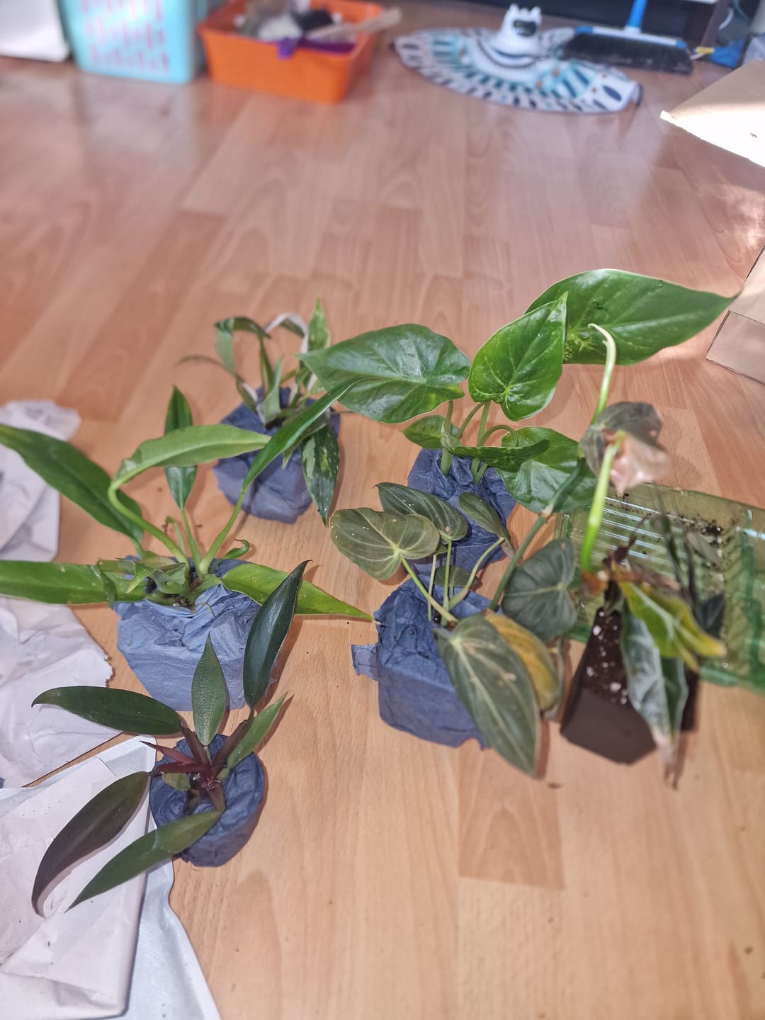 Customer photo review of SAD-PLANT-SET