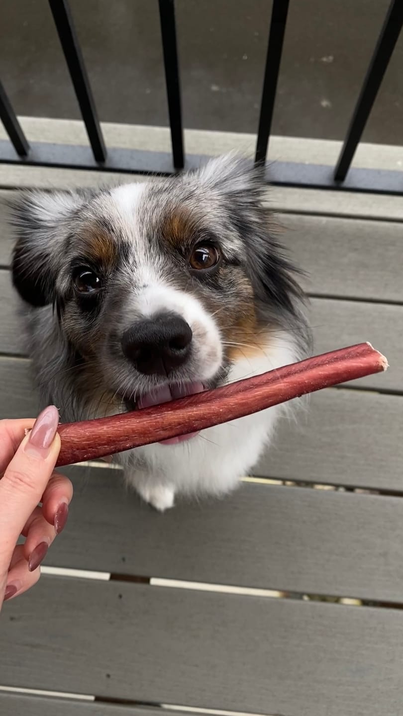 Customer photo review of 6 Inch Standard Bully Stick