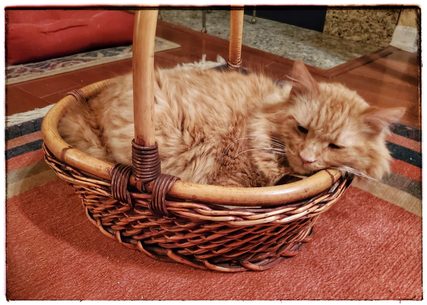 Customer photo review of Cat Allergy Relief & Immune Support – Natural Remedy for Sneezing, Itching & Seasonal Allergies