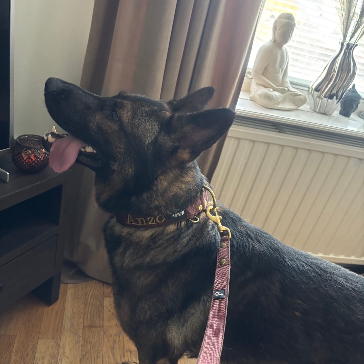 Customer photo review of Walk Leash Golden Burned Orange - Säkert nylonkoppel i olika längder
