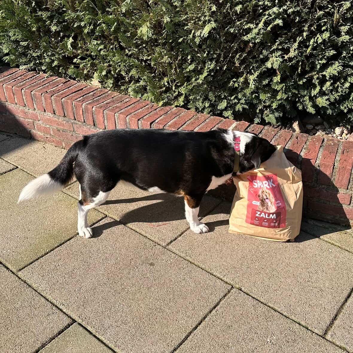 Customer photo review of V2.0 - Volwassen - Zalm met Zoete Aardappel