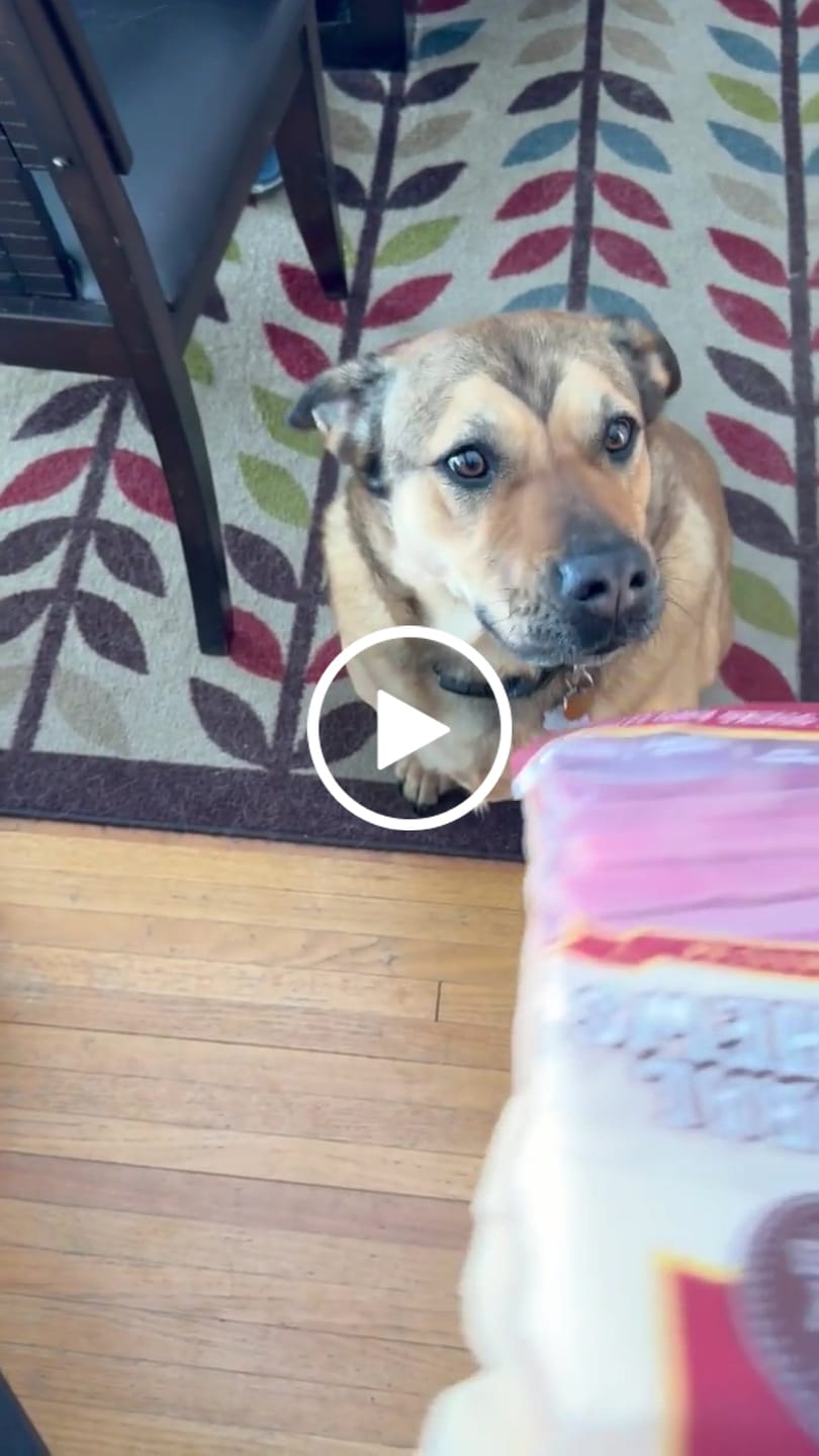 Customer video review of Strawberry Himalayan Yak Chew (MEDIUM)