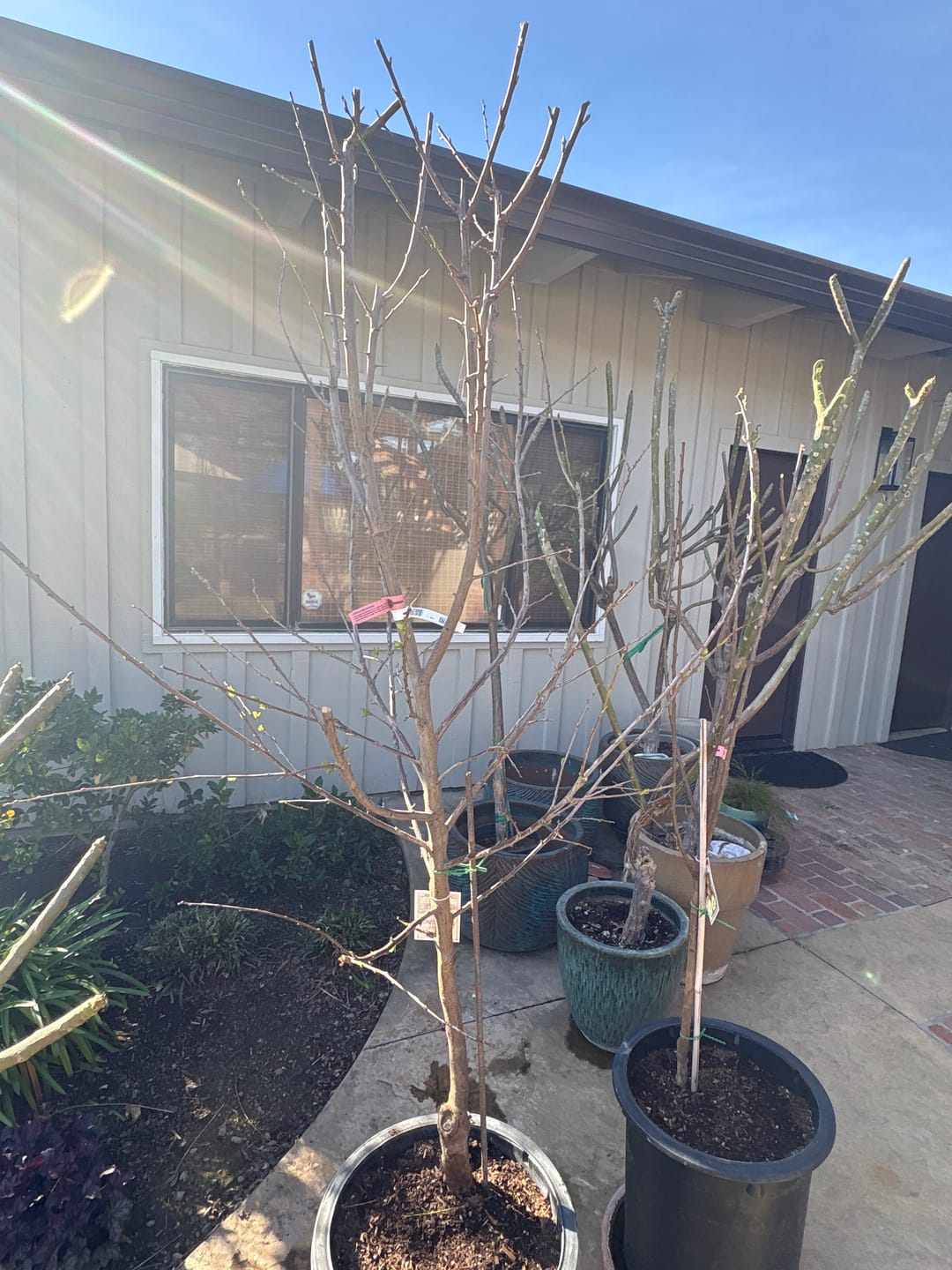 Customer photo review of Semi Dwarf Dapple Dandy Pluot Tree (Plum & Apricot Cross)