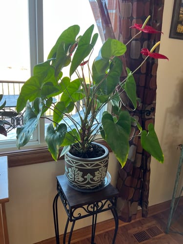 Customer's healthy anthurium plant in a decorative pot after using the pest spray.