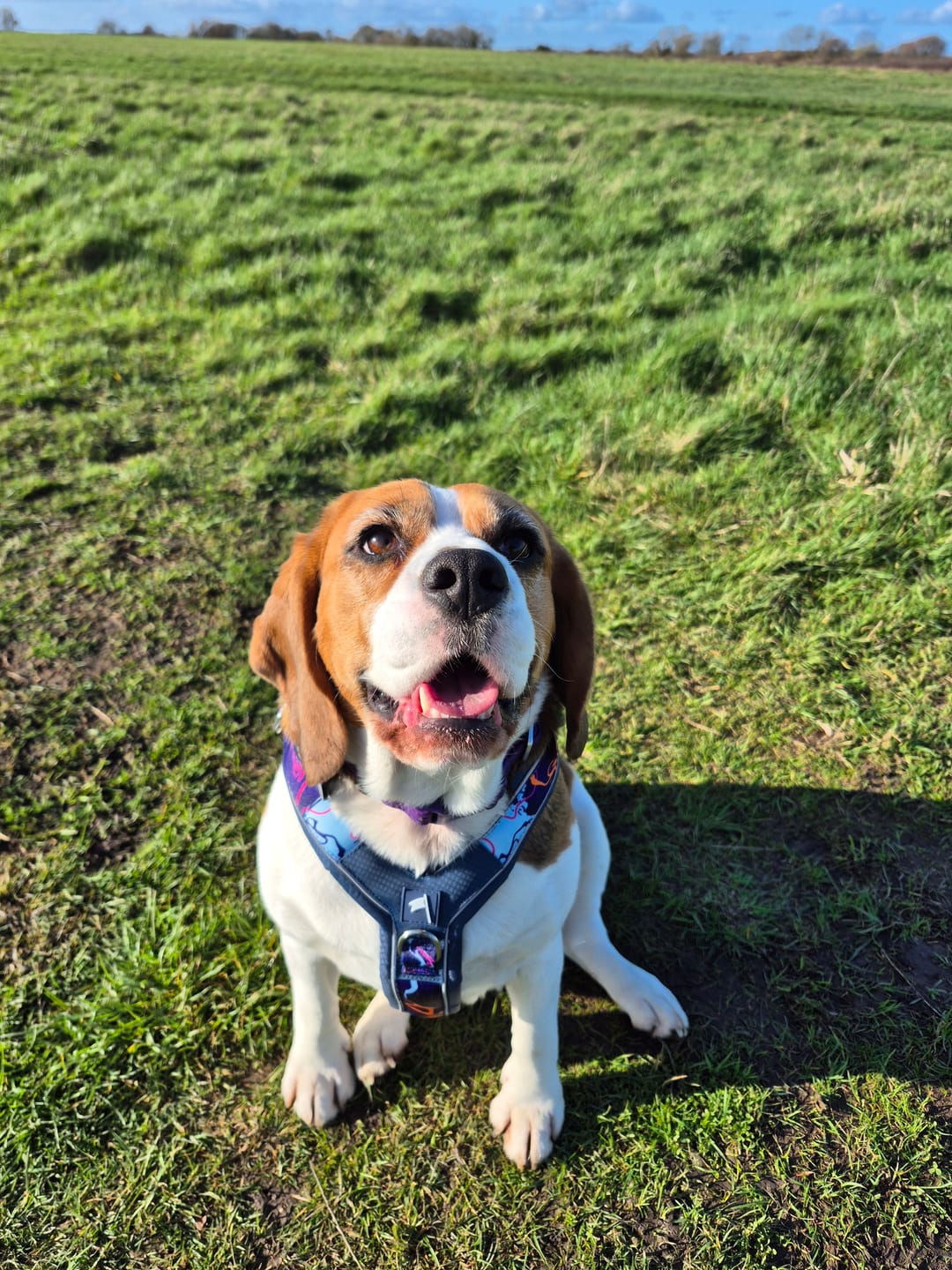 Customer photo review of Apex® Harness