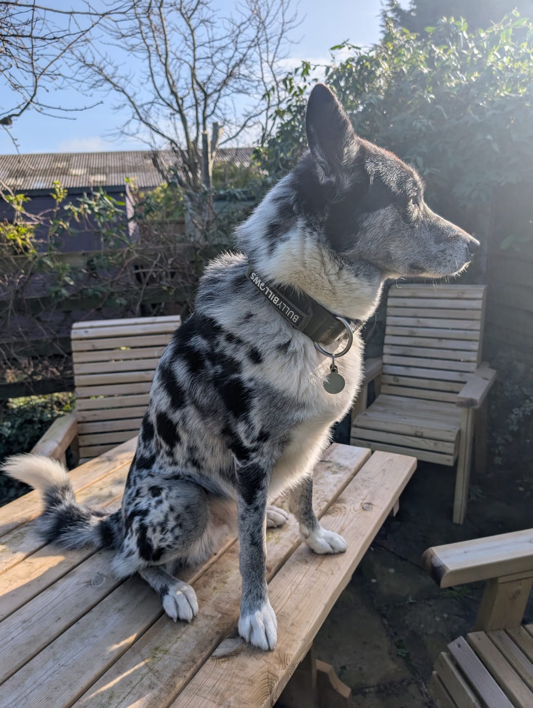 Customer photo review of 5cm Combat® Collar | With Handle & Secure Clip - Khaki
