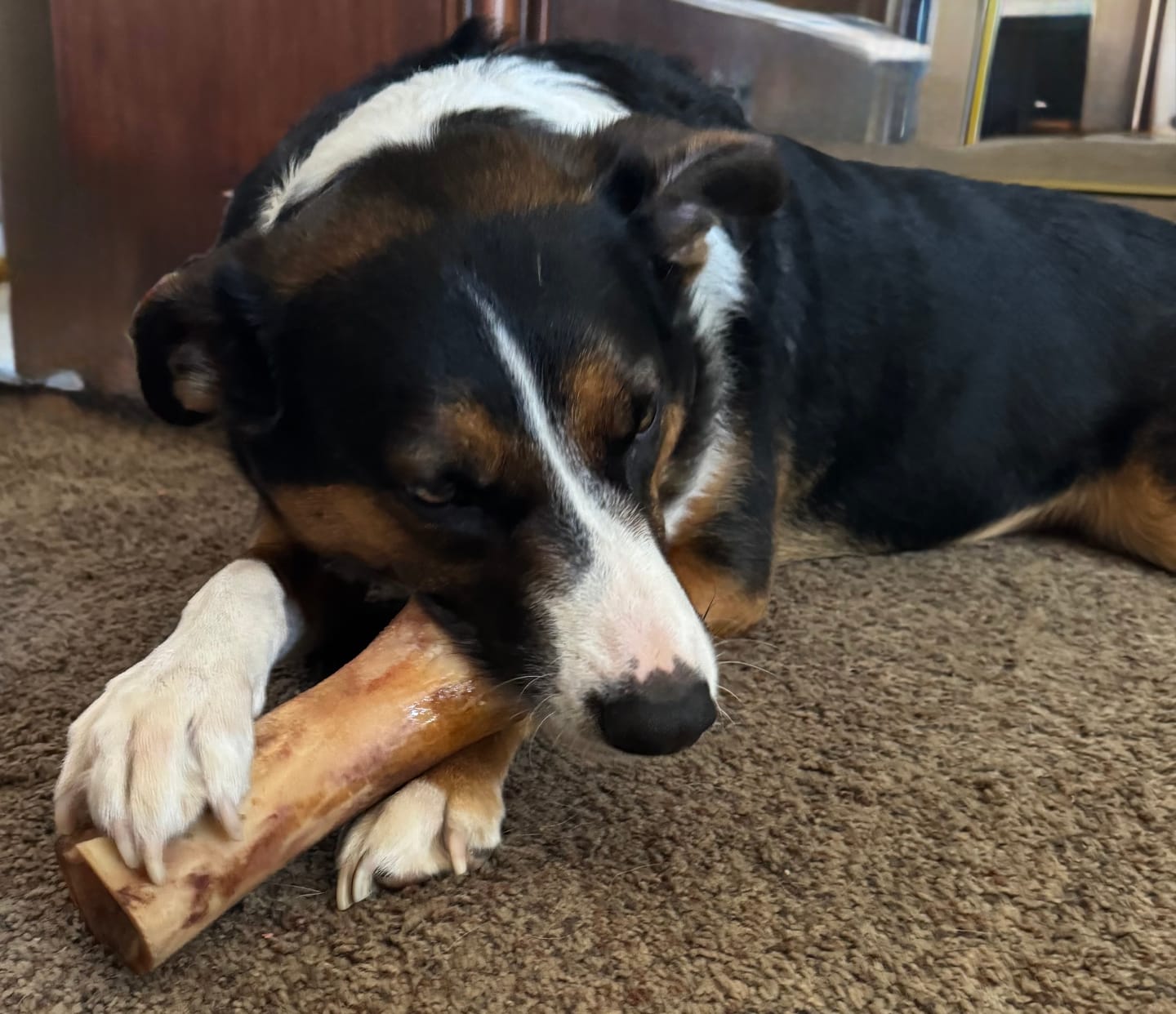 Customer photo review of Gift Bundle: 2 Large Yak Chews and a 6" Hickory Smoked Bully Stick