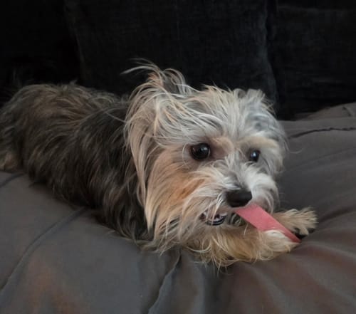 Customer's small scruffy dog lying on a bed while licking a pink Strawberry Yak Chew.