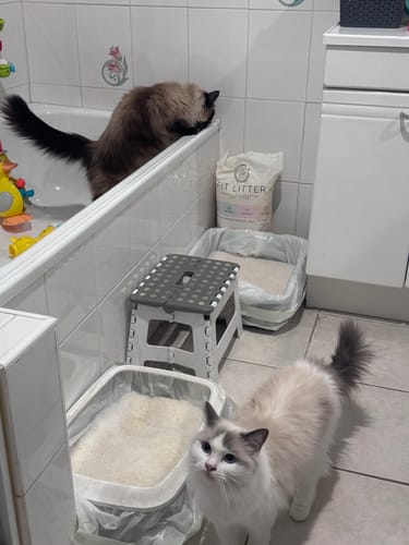 Customer photo review of 3 Month Supply - 2 Cats