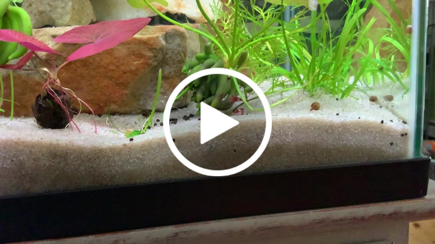 Customer video review of Red Rili Shrimp