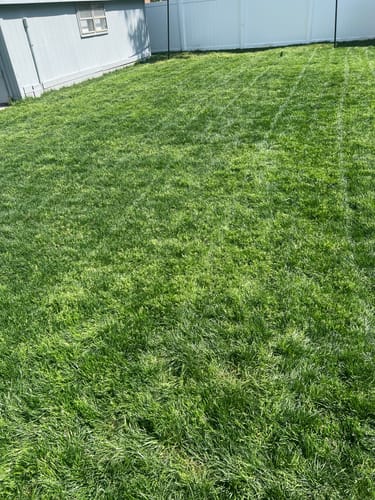 Customer photo review of Cool Season Lawn Care Guide