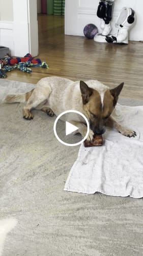 Customer video review of Medium Dog Valentine's Day Love Bundle II (4x 5oz Jerky Bags + 6x MED Smoked Marrow Bones)