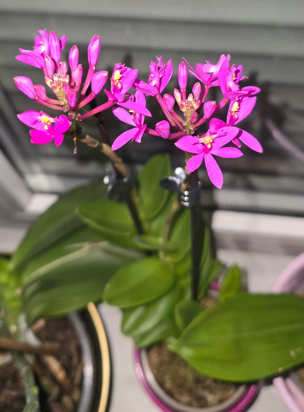 Customer photo review of Epidendrum Nordic Fire Dauerblüher mit orange-roten Blüten und 1 Rispe