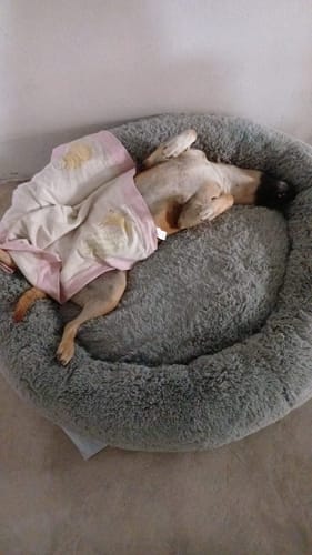 Perrito de un cliente durmiendo boca arriba y tapado en su cómoda cama antiestrés gris.