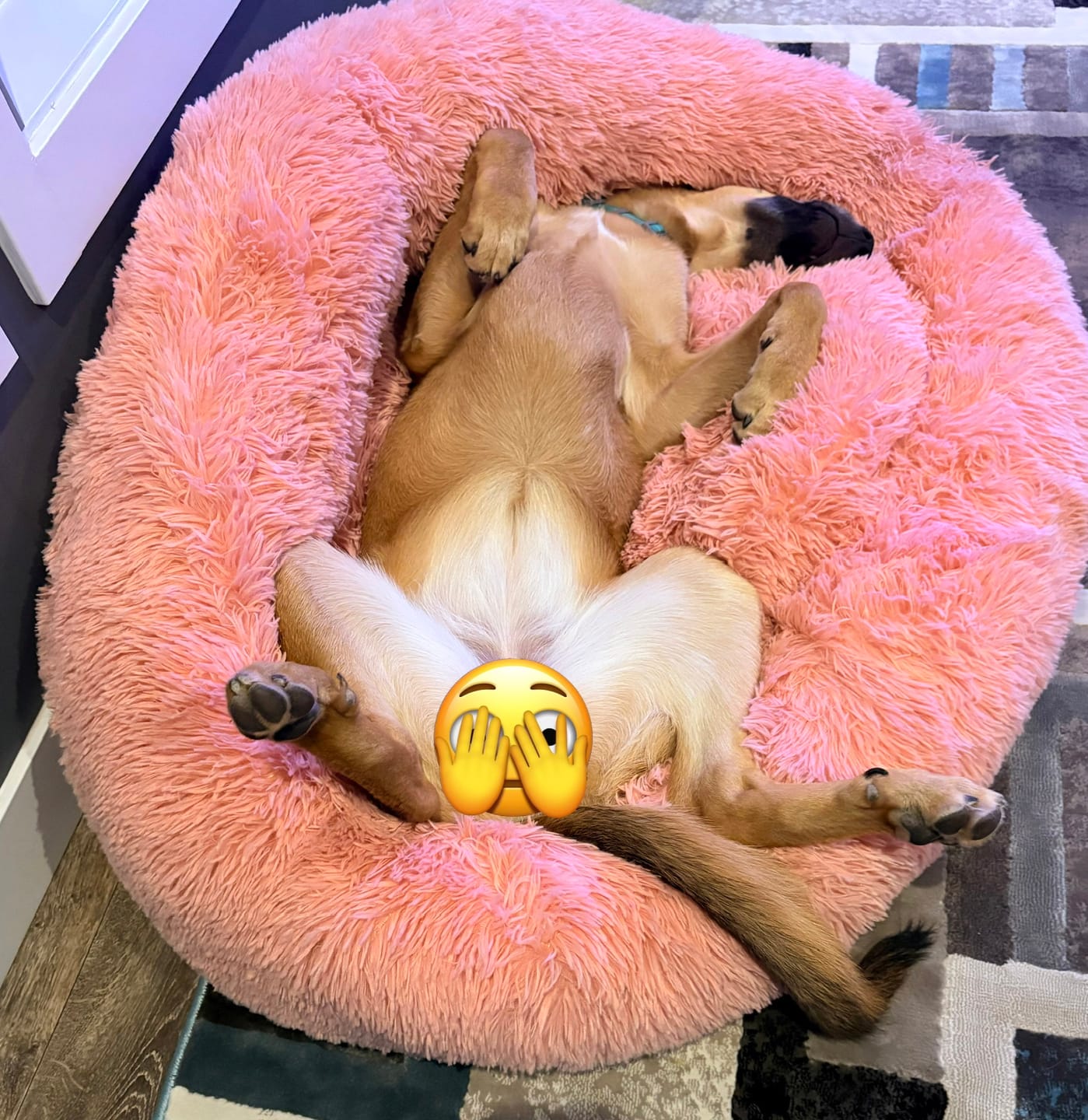 Customer photo review of Brooklyn® Deep Sleep Pet Bed