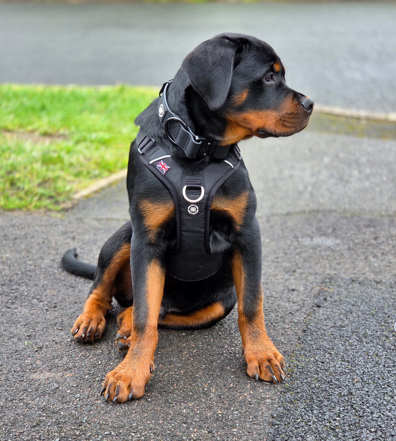Customer photo review of Dog ID Attachment Tag (6 Colour Choices)