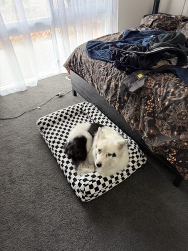 Reviewer's dog curled up asleep in the soft checkered orthopedic dog bed on a carpeted bedroom floor.