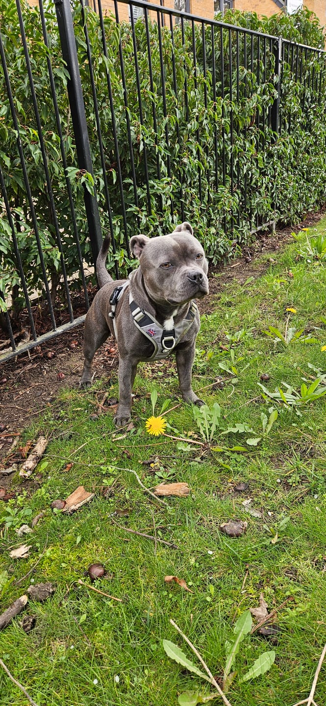 Customer photo review of Anti Pull Hurricane Harness Lighter | With Handle - Grey