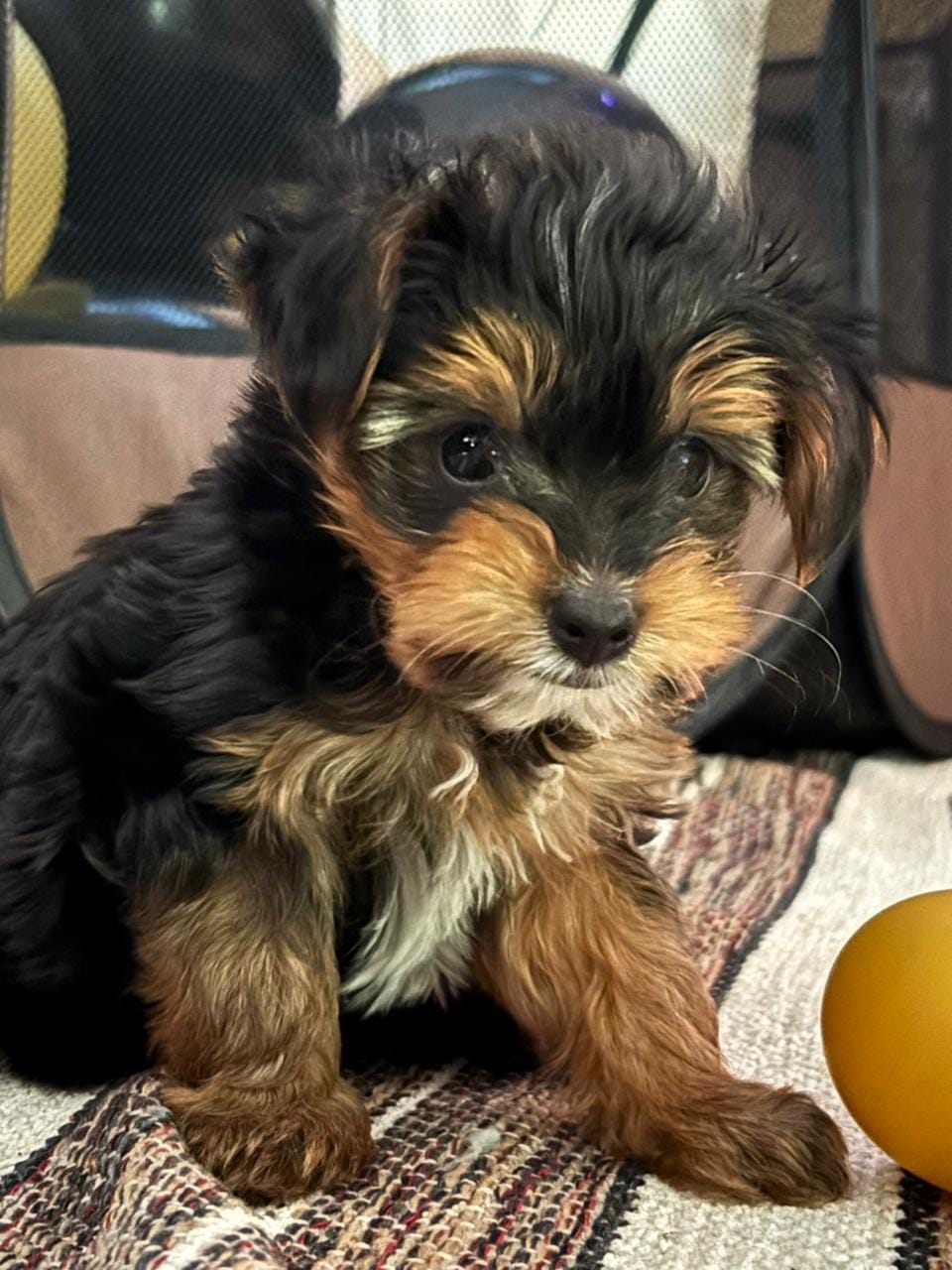 Customer photo review of PetFamily Foods Cachorros