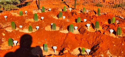 Customer photo review of Trichocereus Peruvianus | Peruvian Torch Cactus